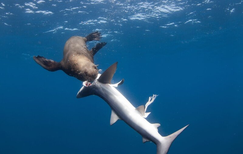 Newport Beach, CA – Ein Seelöwe greift einen Fuchshai an – Bild: port.hu