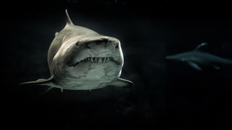 Shark – Bild: CC0 Creative Commons Shark – Bild: CC0 Creative Commons