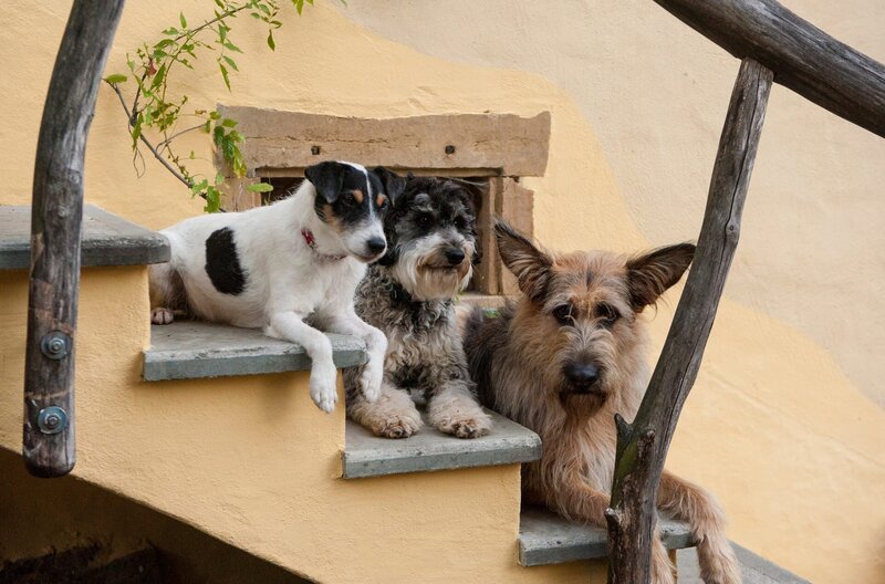 Cookie, Jojo und Brezel, die Hunde des Hauses Hansen/​Brüggemann. – Bild: SWR/​Maria Wiesler