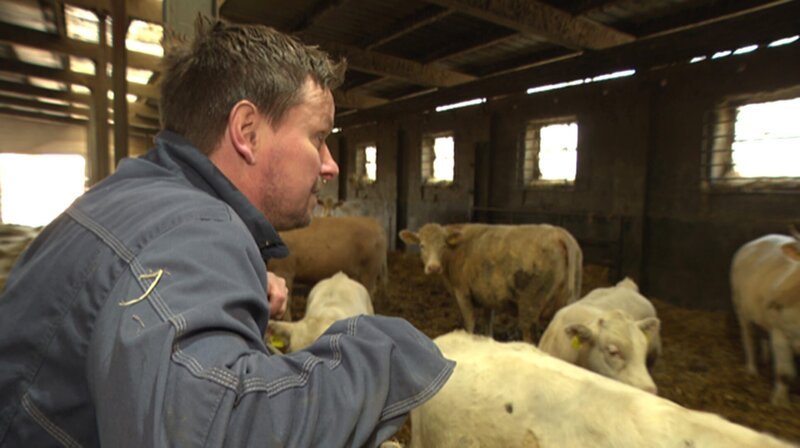 Nico Tabel hat ein Händchen für die Rinder. Die Absetzer wird er immer reißend los. Wegen der guten Qualität, sagt der Viehhändler. – Bild: NDR/​underDOK Filmproduktion