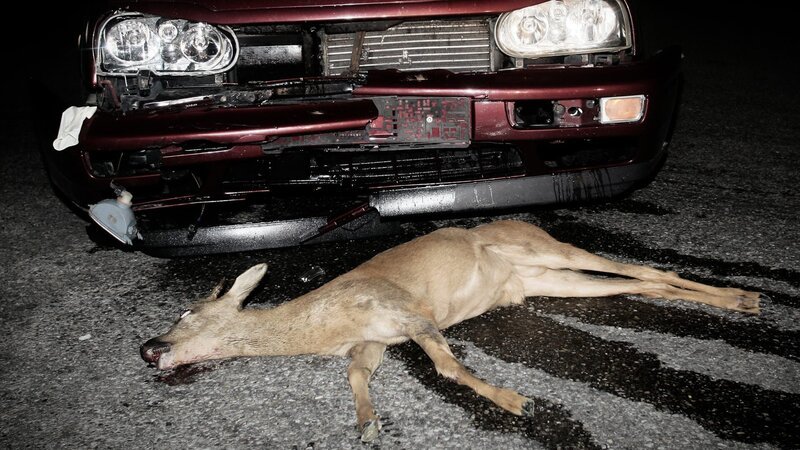 Wildtier-Unfälle sind ein unterschätztes Problem. Die Dokumentation sucht nach Lösungen. – Bild: ZDF und SWR.