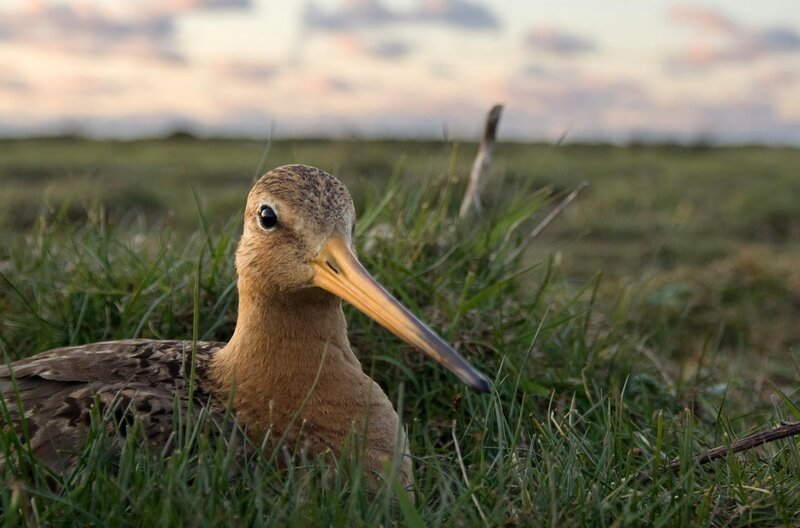 Das kurze Gras auf den Viehweiden bietet der Uferschnepfe auf ihrem Nest einen guten Überblick. – Bild: WDR/NDR/Doclights GmbH/Flying Pangolin Film/Michael Riegler Das kurze Gras auf den Viehweiden bietet der Uferschnepfe auf ihrem Nest einen guten Überblick. – Bild: WDR/NDR/Doclights GmbH/Flying Pangolin Film/Michael Riegler
