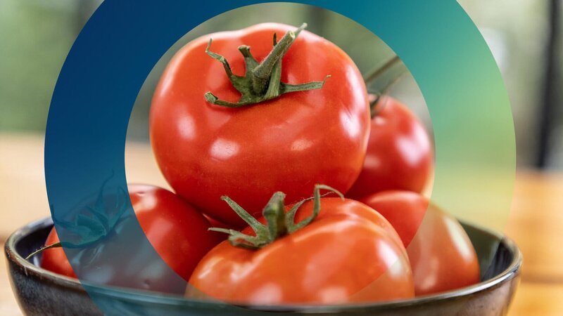 Tomaten sind das Lieblingsgemüse der Deutschen. – Bild: ZDF und Stefan Spoo /​ Ghostcat /​ ZDF./​Stefan Spoo /​ Ghostcat /​ ZDF
