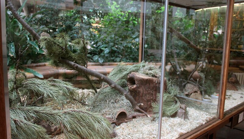 Noch herrscht Ruhe in der Vitrine der Neumanns Grasratten im Tierpark Berlin. – Bild: rbb/​Thomas Ernst