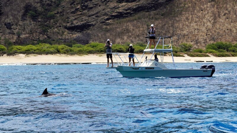 Hawaiis versteckte Paradiese Beobachten vom Boot aus einen Delfin. Copyright: SRF/​ZDF/​Anja Kindler – Bild: SRF/​ZDF/​Anja Kindler