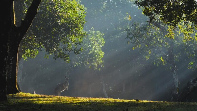Kangaroo – Bild: Warner Bros. Discovery