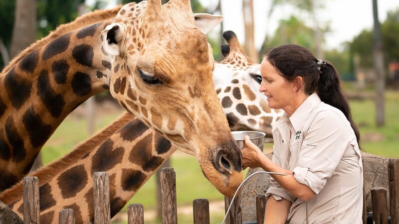 A zoo worker feeds the giraffes. – Bild: Animal Planet