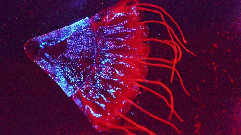 Die Kronenqualle Periphylla ist rot gefärbt, kann aber bei Gefahr blaue Lichtsignale aussenden und sogar leuchtende Partikel ausscheiden. – Bild: NHK