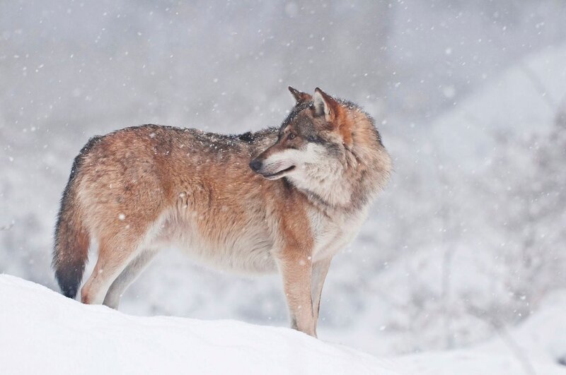 Der Wolf zählt zu den Top-Predatoren im Alpenraum …vielerorts ausgerottet, erobert er nun langsam einzelne Gebiete für sich zurück. – Bild: Terra Mater /​ Boreales /​Biosphoto