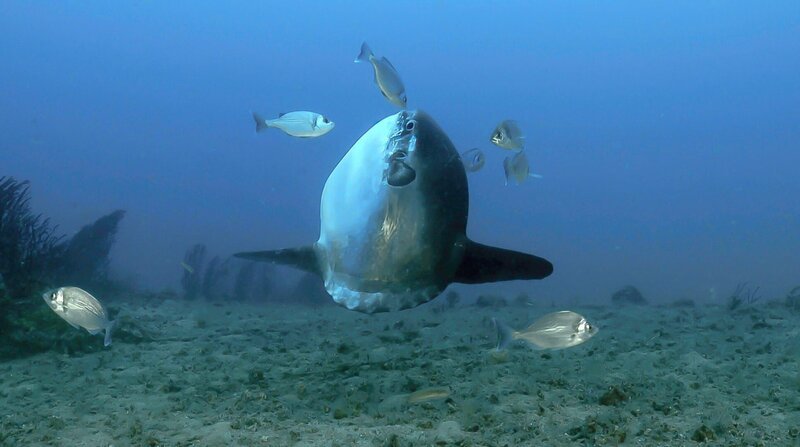 Mondfische lassen sich ihre Haut von Parasiten befreien. – Bild: NDR/​NDR Naturfilm/​Blue Planet Fi /​ ZDF