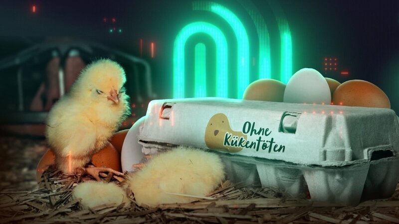 Seitdem in Deutschland männliche Küken nicht mehr getötet werden dürfen, steht auf vielen Eierkartons ‚ohne Kükentöten‘. Doch stimmt das und wo sind die Hähne jetzt? – Bild: ZDF und Chris Petri