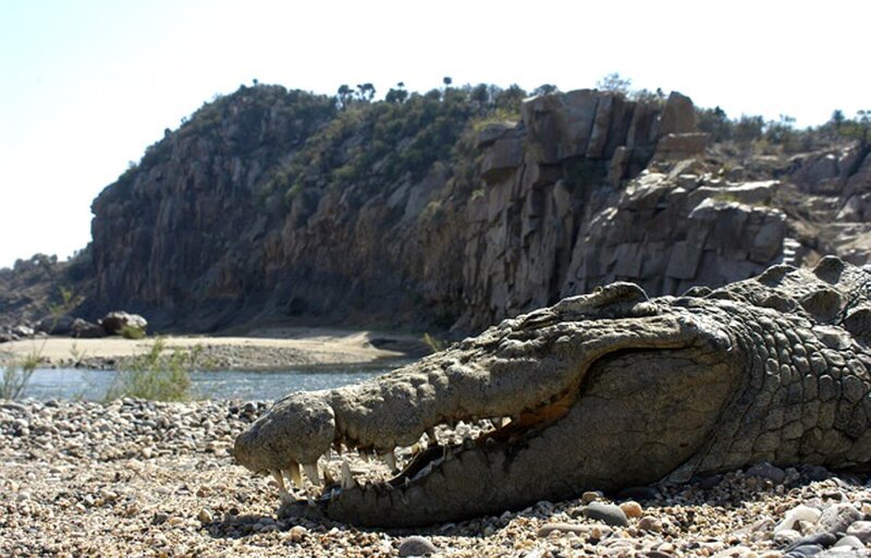 Ein Krokodil in der Olifants River Schlucht. – Bild: ZDF und BR/​SANHU
