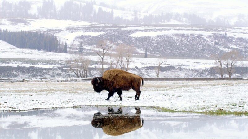 Bison – Bild: Unknown