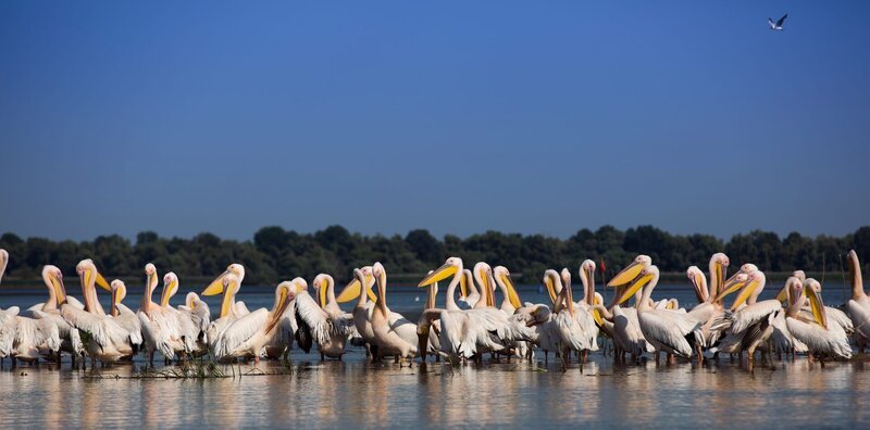 Jeden Sommer versammeln sich Tausende Pelikane im Donaudelta. – Bild: BBC/​Louis Labrom
