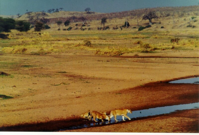Loewen ueberqueren stolz den trockenen Ruaha-Fluss im Ruaha-Nationalpark in Tansania. – Bild: Byline: Lissa Ruben/​S.Trevor/​Surv.Anglia, Credit: Bayerischer Rundfunk