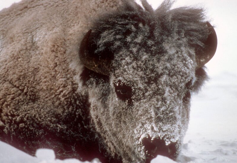 15 Uhr. Anfang des letzten Jahrhunderts waren die Bisons in Amerika fast ausgerottet – nur zwei Dutzend Tiere hatten überlebt. Yellowstone bot ihnen eine letzte Zuflucht. – Bild: phoenix/​NDR/​Shane Moore