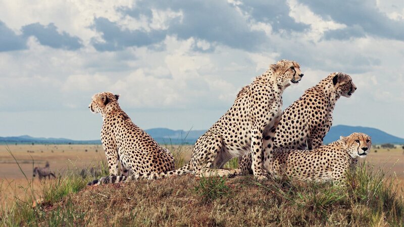 Vier Geparde haben sich in der Masai Mara in Kenia zu einer Jagdgruppe zusammengetan. – Bild: Honorarfrei – nur für diese Sendung inkl. SocialMedia bei Nennung ZDF und BBC/​Kiri Cashell.