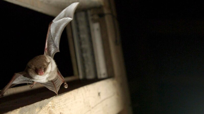 Mehr als 20.000 Fledermäuse überwintern in den Segeberg Kalkberghöhlen die 1913 entdeckt wurden. Weitere Fotos erhalten Sie auf Anfrage. – Bild: NDR/​jumpmedienTV GmbH