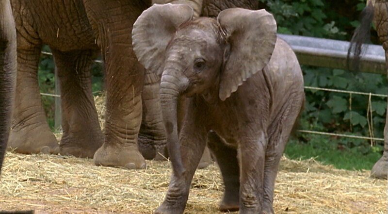 Elefantenbaby Tika entdeckt neugierig ihre Welt und spielt mit ihren großen Geschwistern. – Bild: WDR
