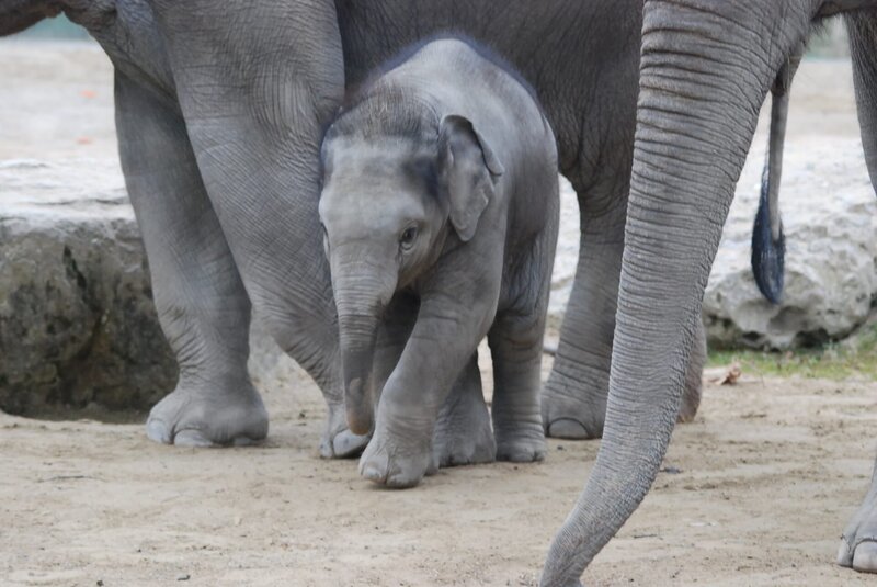 Ein Elefantenbaby-Spaziergang. – Bild: BR/​Jens-Uwe Heins