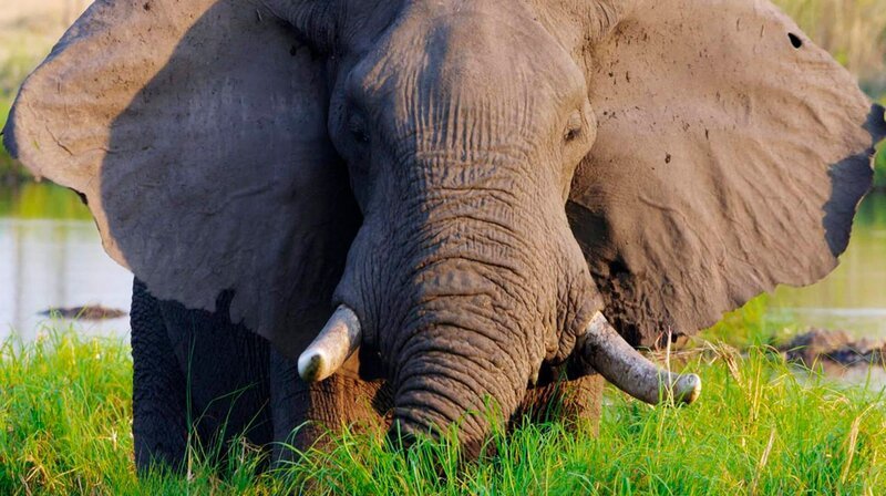 Elefant – Bild: phoenix/​ZDF