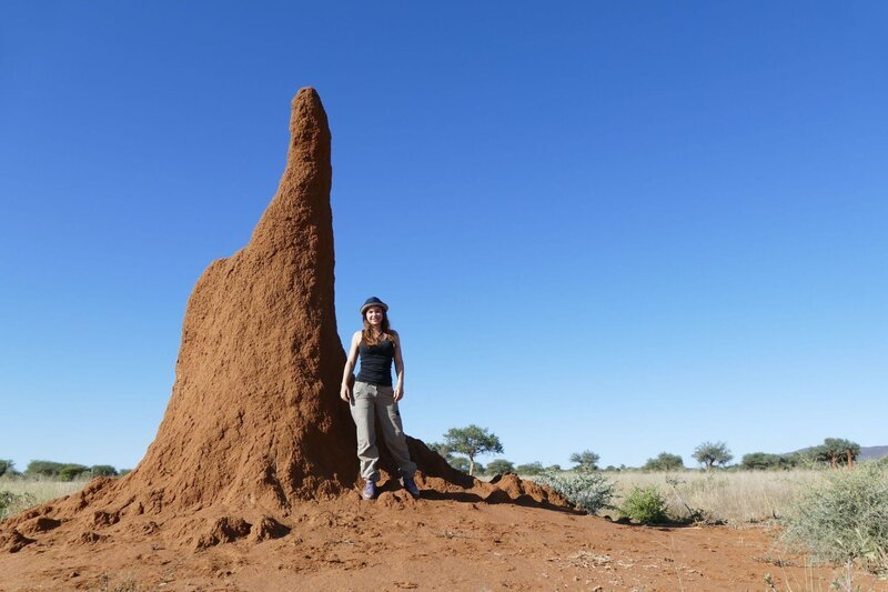 So ein Termitenbau wird manchmal meterhoch. Aber was wir sehen, ist nur der Schornstein. Das Termitenvolk befindet sich unter der Erde. – Bild: BR/​TEXT + BILD Medienproduktion GmbH & Co. KG