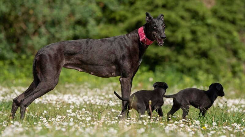 Eine Greyhoundhündin wird im Tierheim Koblenz abgegeben und bald darauf kommen Welpen zur Welt! Die kommenden Wochen werden für das Team ganz schön turbulent. Und natürlich muss für alle ein neues Zuhause gefunden werden. – Bild: WDR