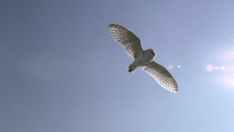 Sowa – Bild: port.hu