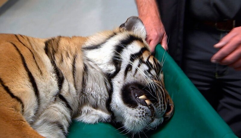 Zoo Berlin: Tigerin Thaya ist ernsthaft krank – Bild: rbb/​DOKfilm