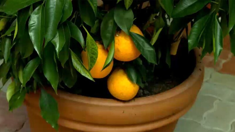 Zitronenbaum. – Bild: 3sat