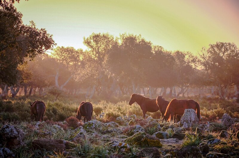 Im Herzen Sardiniens befindet sich einer der weltweit letzten Orte, an dem Hunderte verwilderter Pferde frei leben. – Bild: Rainhard Lehninger /​ Im Herzen Sardiniens befindet sich einer der weltweit letzten Orte, an dem Hunderte verwilderter Pferde frei leben.