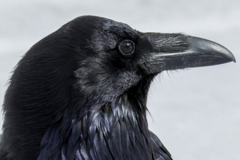 Krähen - Die Natur beobachtet uns – Bild: SRF/​Lucky Film GmbH