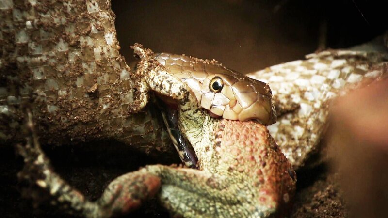 Snake swallows a frog as it tries to escape. – Bild: CuriosityStream Inc.