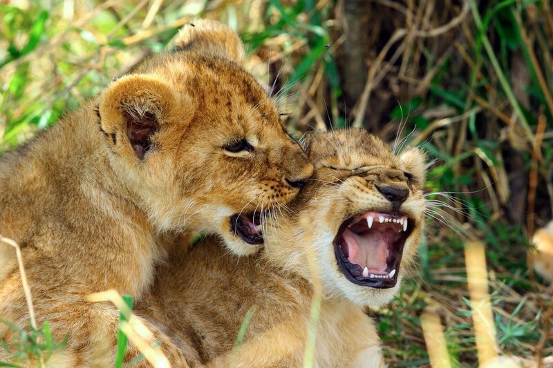 Löwengeschwister raufen oft und gerne. So bereiten sie sich spielerisch auf das Erwachsenenleben vor. – Bild: HR/​NDR/​Reinhard Radke