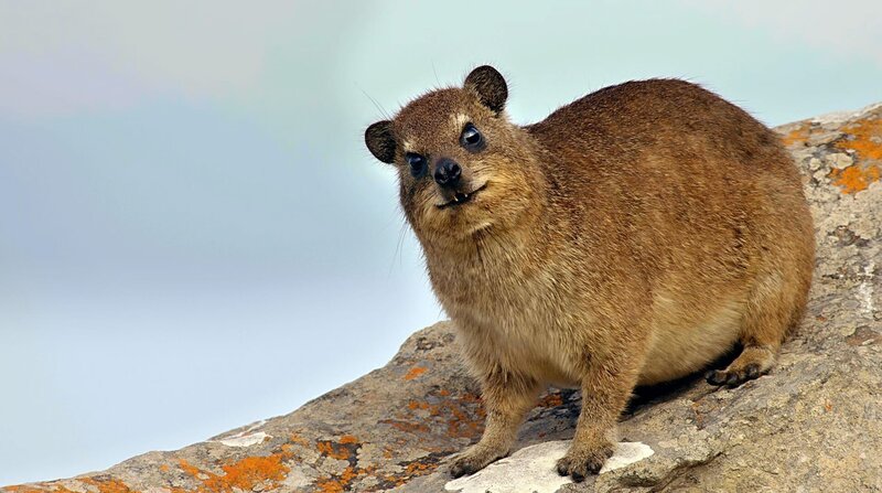 Klippschliefer - Überlebenskünstler in Südafrika – Bild: BR/​WDR/​Marlen Hundertmark