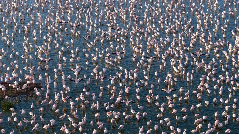 Flamingos versammeln sich in großen Schwärmen in den alkalischen Seen des Afrikanischen Grabenbruchs um Mikroorganismen aus dem Wasser zu filtern. – Bild: Off the Fence /​ ZDF und Off the Fence
