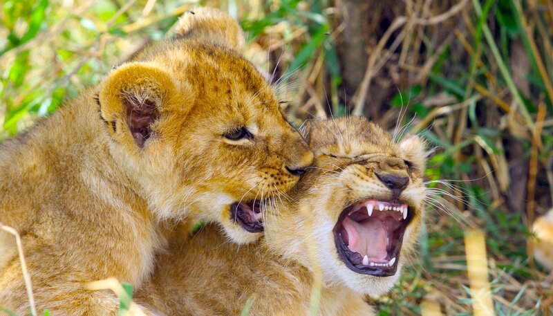 Löwengeschwister raufen oft und gerne. So bereiten sie sich spielerisch auf das Erwachsenenleben vor. – Bild: BR/​NDR/​Reinhard Radke