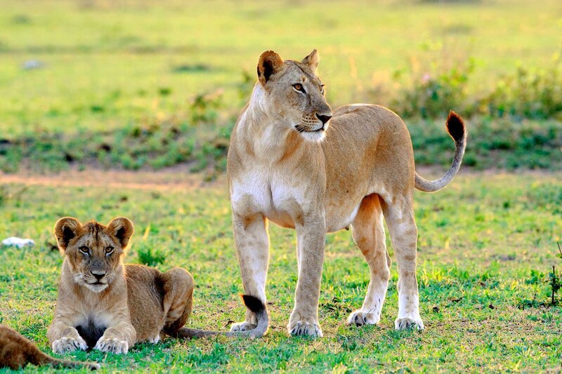 Löwen sind vom Aussterben bedroht. Schätzungen zufolge gibt es heute noch 16.000 – 30.000 der majestätischen Großkatzen. – Bild: BR/​NDR Naturfilm/​Reinhard Radke/​Reinhard Radke