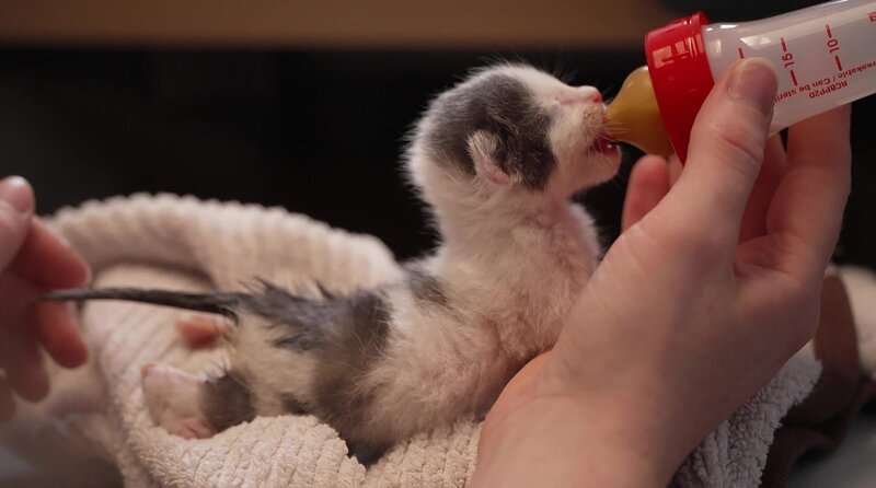 Jedes Frühjahr landen mutterlose Kitten von verwilderten Katzen im Tierheim Koblenz und müssen mit der Flasche großgezogen werden. Es sind so viele, dass jede helfende Hand gefragt ist. – Bild: WDR