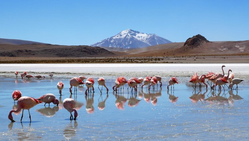 Flamingos in Laguna Hedionda located near the Uyuni Salt Flat (Salar de Uyuni) in Bolivia, – Bild: shutterstock