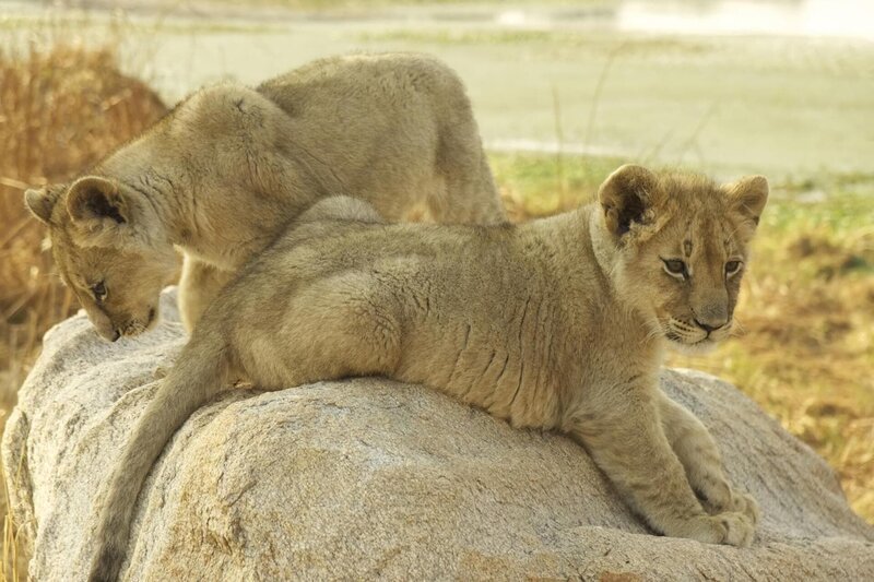 Zwei junge Löwen auf einem Stein. – Bild: BR/​Odwin von Wurmb