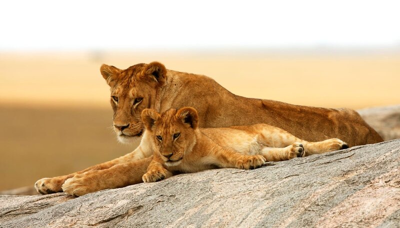 Löwen - Das wahre Leben der Raubkatzen – Bild: NDR/​Reinhard Radke