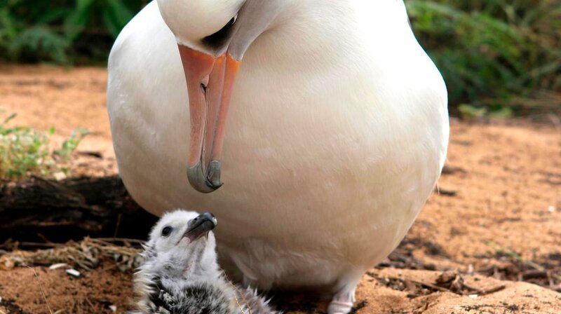 Wenn es an Männchen fehlt, ziehen zwei Albatros-Weibchen gemeinsam ein Küken auf. – Bild: phoenix/​ZDF/​Ann Johnson Prum