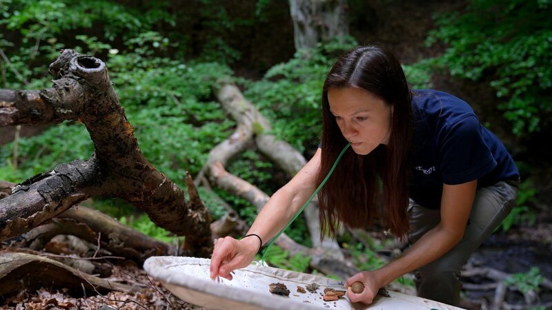 Die Biologin Sandra Aurenhammer bringt Fallen im Wald an. Sie ist spezialisiert auf Käfer, die altes oder totes Holz zum Überleben brauchen. – Bild: ORF/​GICZYMEDIA /​ ZDF und ORF/​GICZYMEDIA