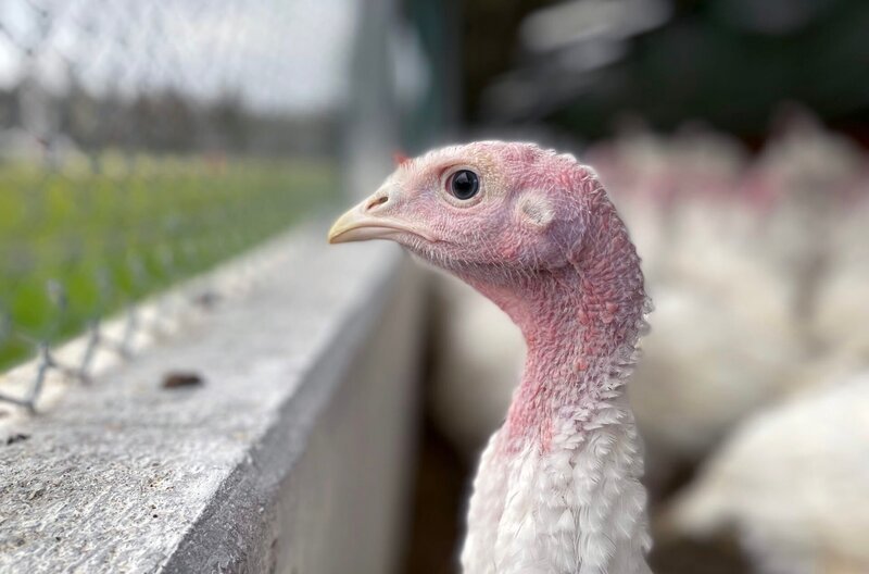 Wie sieht der Putenstall der Zukunft aus, damit mehr Tierwohl einziehen kann? – Bild: BR/SWR Wie sieht der Putenstall der Zukunft aus, damit mehr Tierwohl einziehen kann? – Bild: BR/SWR