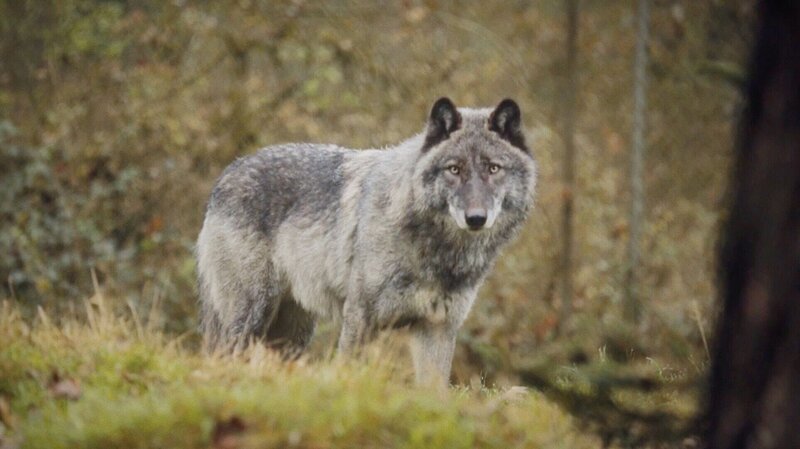 Nahaufnahme eines schwarzen Wolfes. +++ Die Verwendung des sendungsbezogenen Materials ist nur mit dem Hinweis und Verlinkung auf RTL+ gestattet. +++ – Bild: RTL Nahaufnahme eines schwarzen Wolfes. +++ Die Verwendung des sendungsbezogenen Materials ist nur mit dem Hinweis und Verlinkung auf RTL+ gestattet. +++ – Bild: RTL
