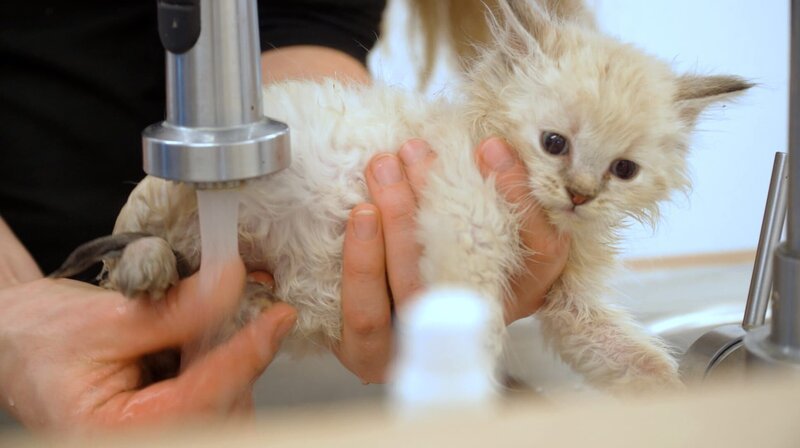 Rund-um-Service für Katzenbabys im Tierheim Koblenz. Wenn ein ganzes Kitten-Zimmer von Magenproblemen geplagt wird, hat das Team alle Hände voll zu tun. – Bild: WDR