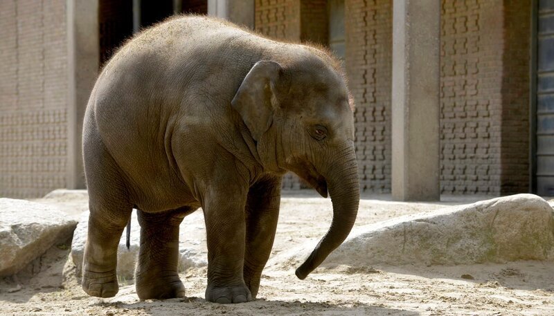 Zoo Berlin: Elefantenmädchen Anchali hat heute Training. – Bild: rbb/​Thomas Ernst