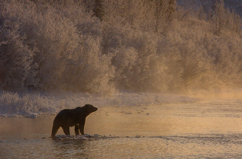 Grizzlybär. – Bild: WDR/​Plimsoll Productions