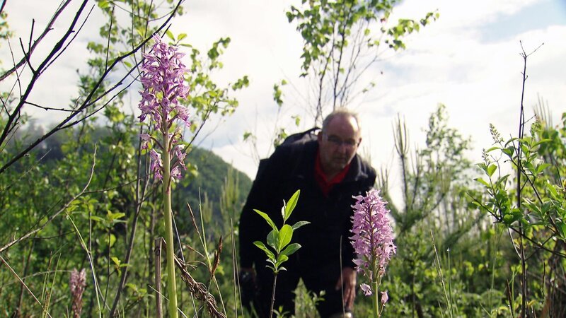 Mehr als 60 verschiedene wildwachsende Orchideenarten in Kärnten sind beliebte Fotomotive. – Bild: ORF/​Landesstudio Kärnten